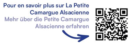 camargue